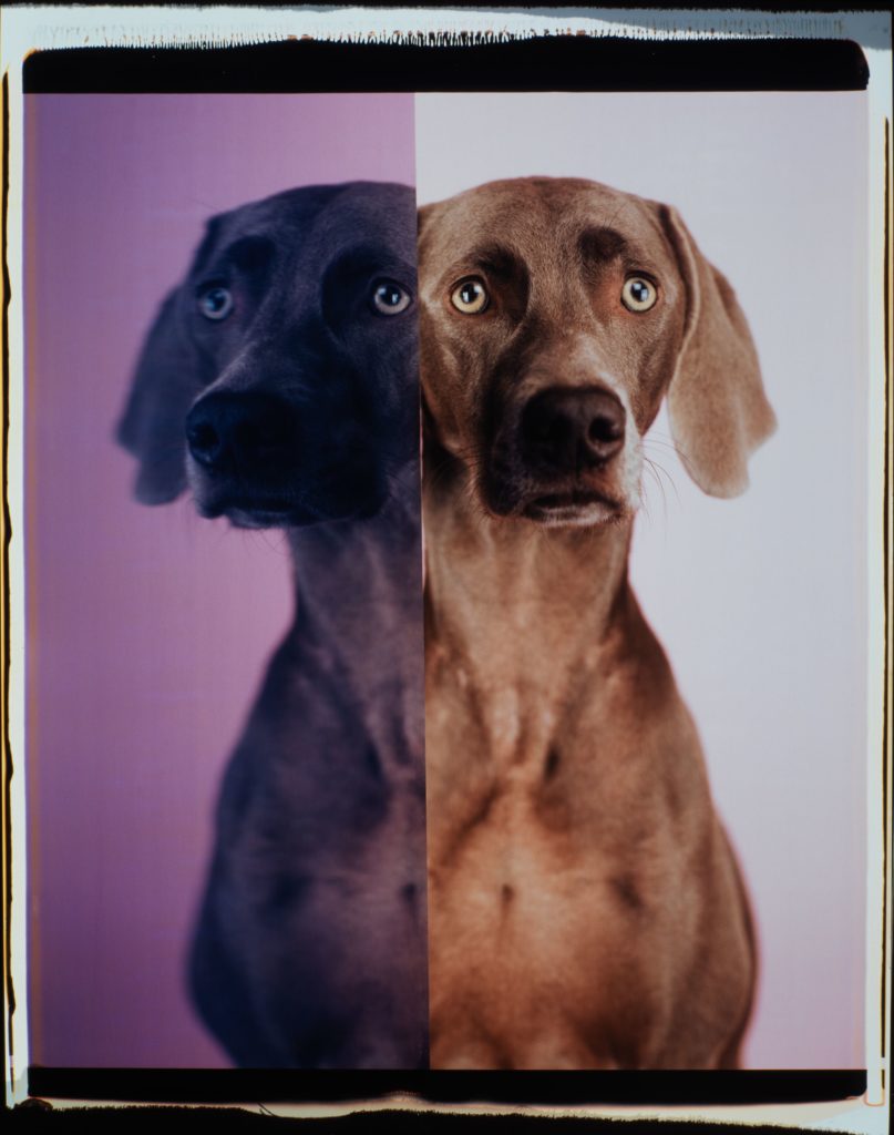 William Wegman, Another Side, 2005. Color Polaroid, 24 x 20 Inches, unique piece