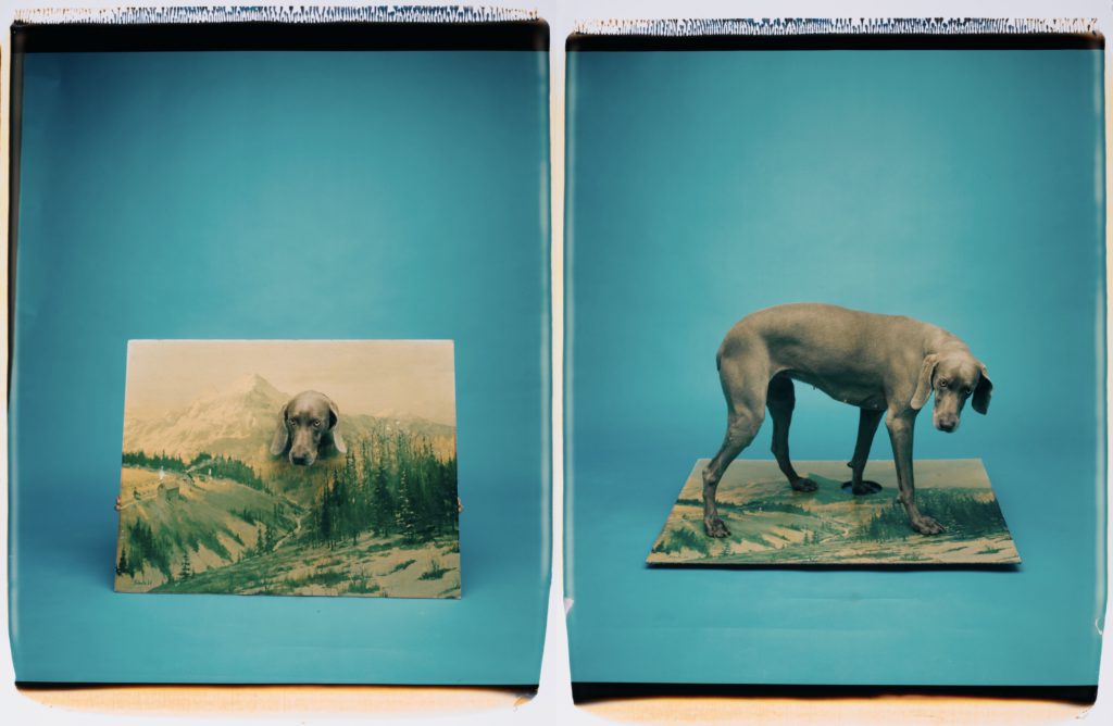 William Wegman, On and In the Landscape, 1988. Color Polaroid, 24 x 20 Inches, unique piece