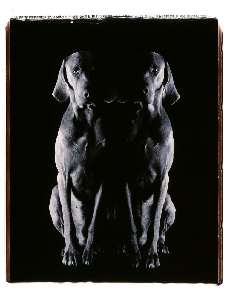 William Wegman, Psychology Today, 2020. Black & white polaroid, 24 x 20 inches, unique piece