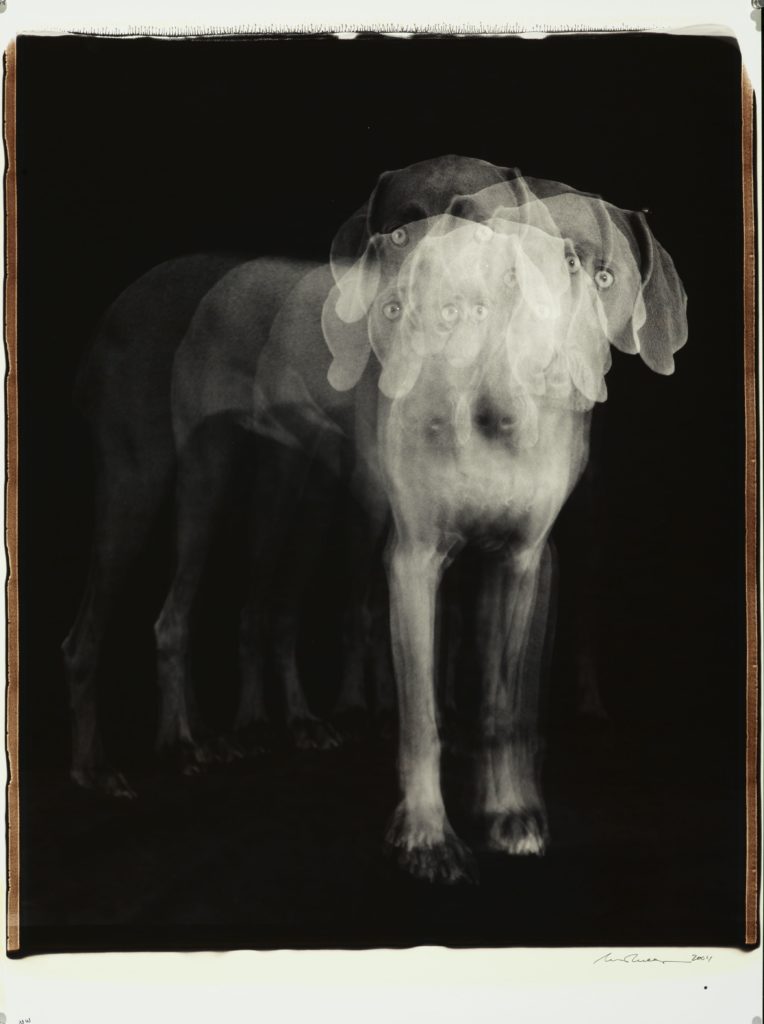 William Wegman, Untitled, 2004. Black & white polaroid, 24 x 20 Inches, unique piece