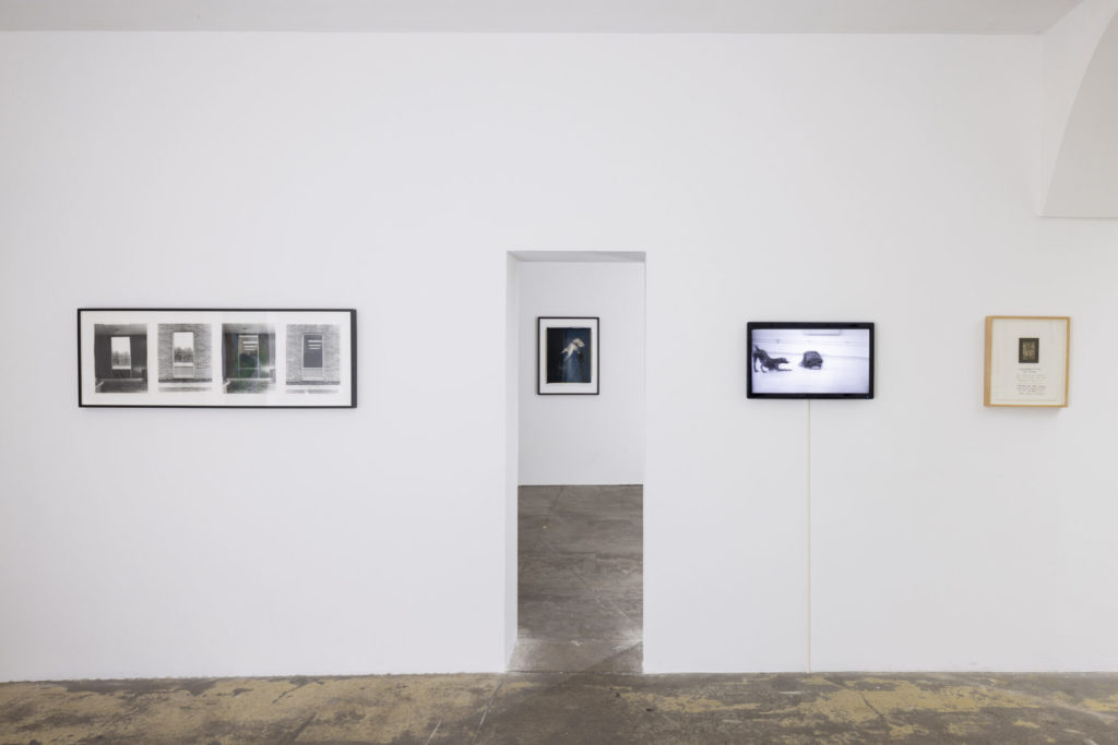 Galerie Vallois, Exposition William Wegman, Agility conceptuelle, 2022 © Tadzio