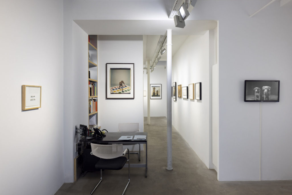 Galerie Vallois, Exposition William Wegman, Agility conceptuelle, 2022 © Tadzio