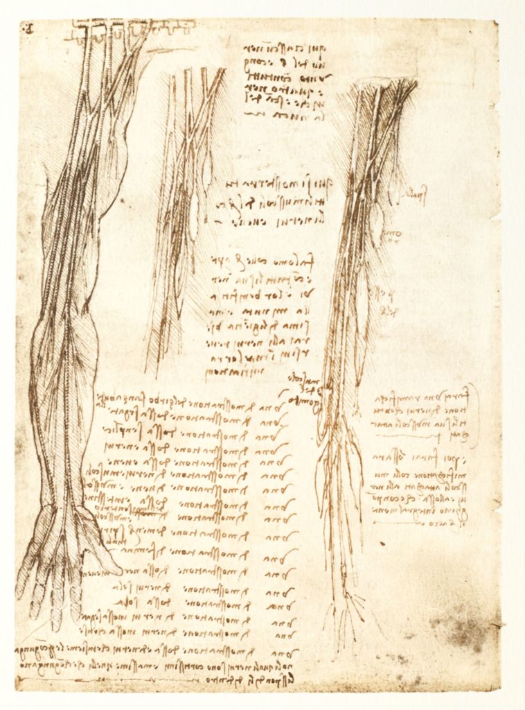 Léonard de Vinci, folio du codex de Windsor (fac-similé) © Château du Clos Lucé - Parc Leonardo da Vinci