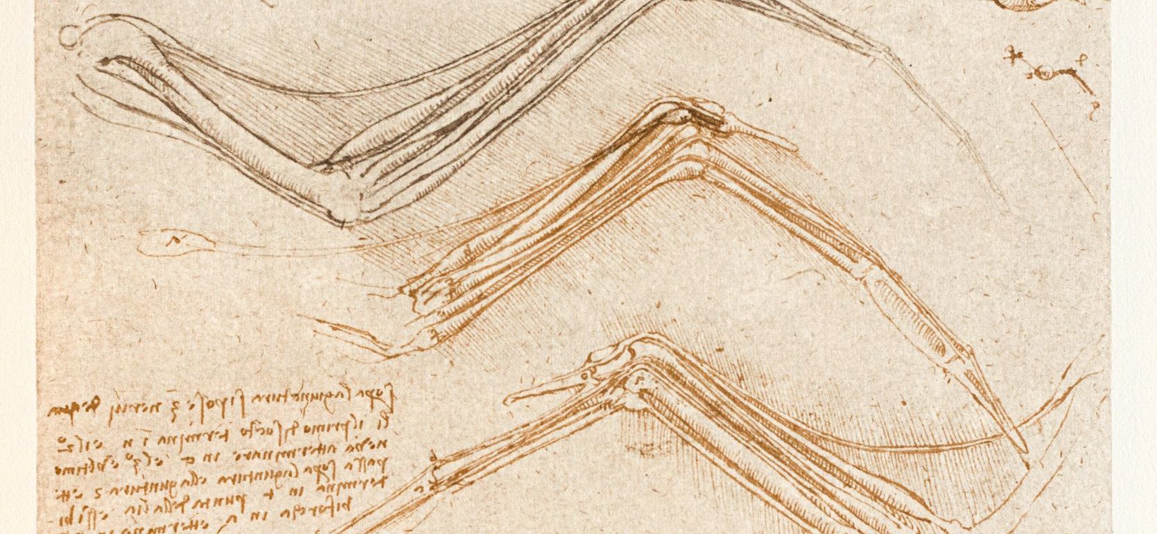 Léonard de Vinci, folio du codex de Windsor (fac-similé) © Château du Clos Lucé - Parc Leonardo da Vinci