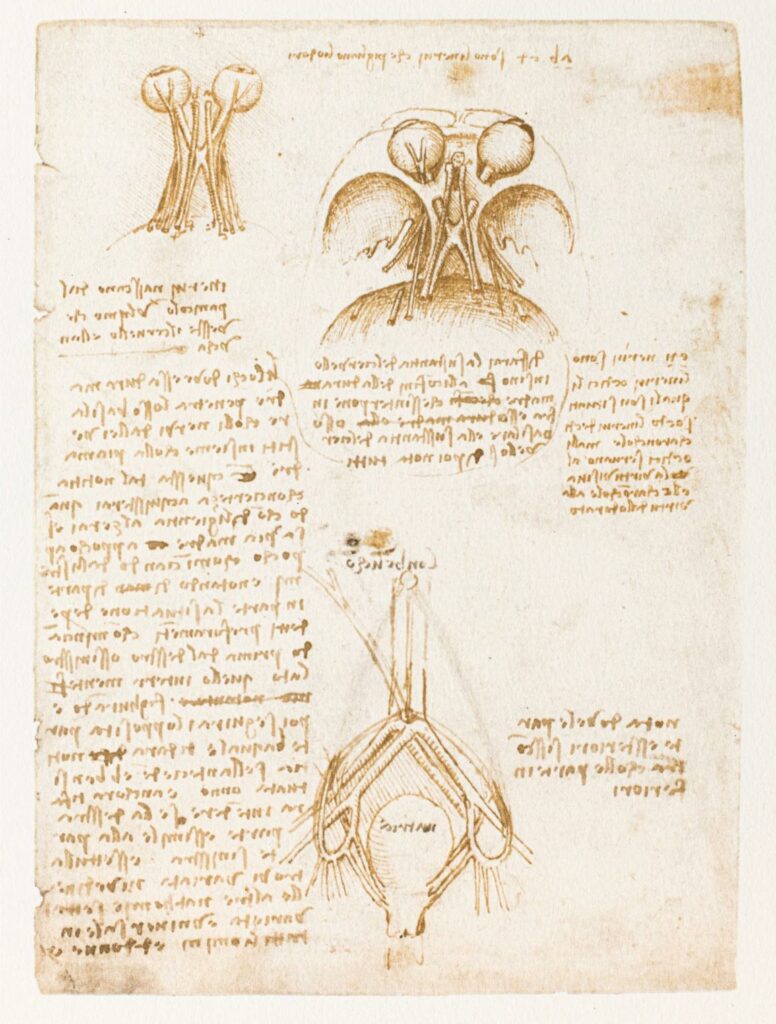 Léonard de Vinci, folio du codex de Windsor (fac-similé) © Château du Clos Lucé - Parc Leonardo da Vi