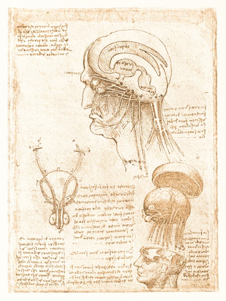 Léonard de Vinci, folio du codex de Windsor (fac-similé) © Château du Clos Lucé - Parc Leonardo da Vi