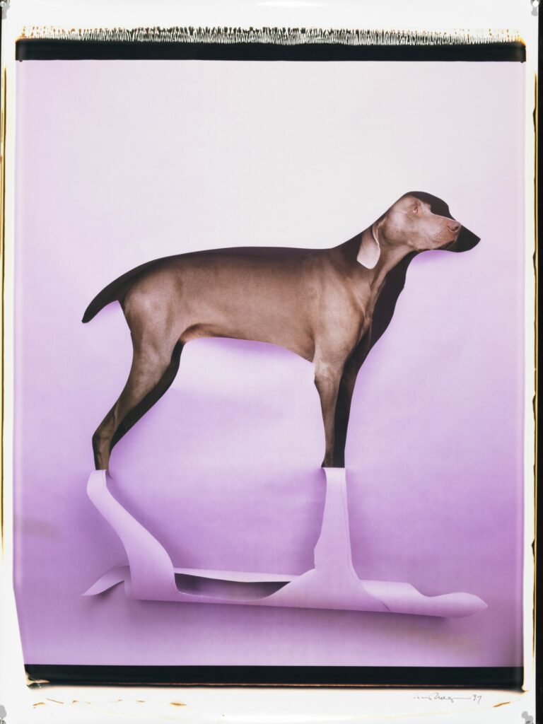 William Wegman, Cut to reveal, 1997