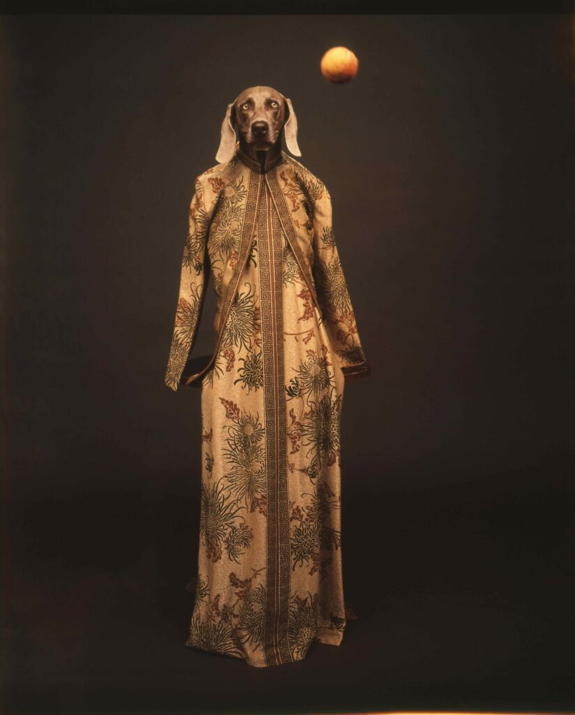 William Wegman, Dressed for ball, 1988