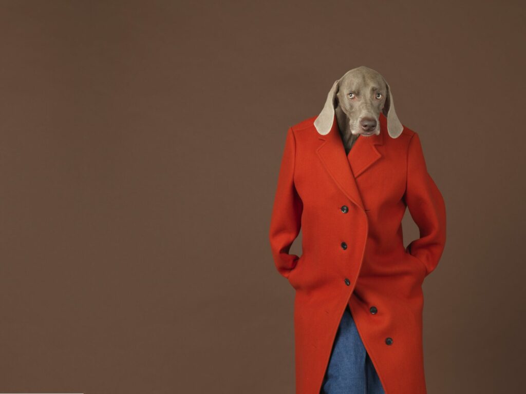 William Wegman, Redcoat, 2015