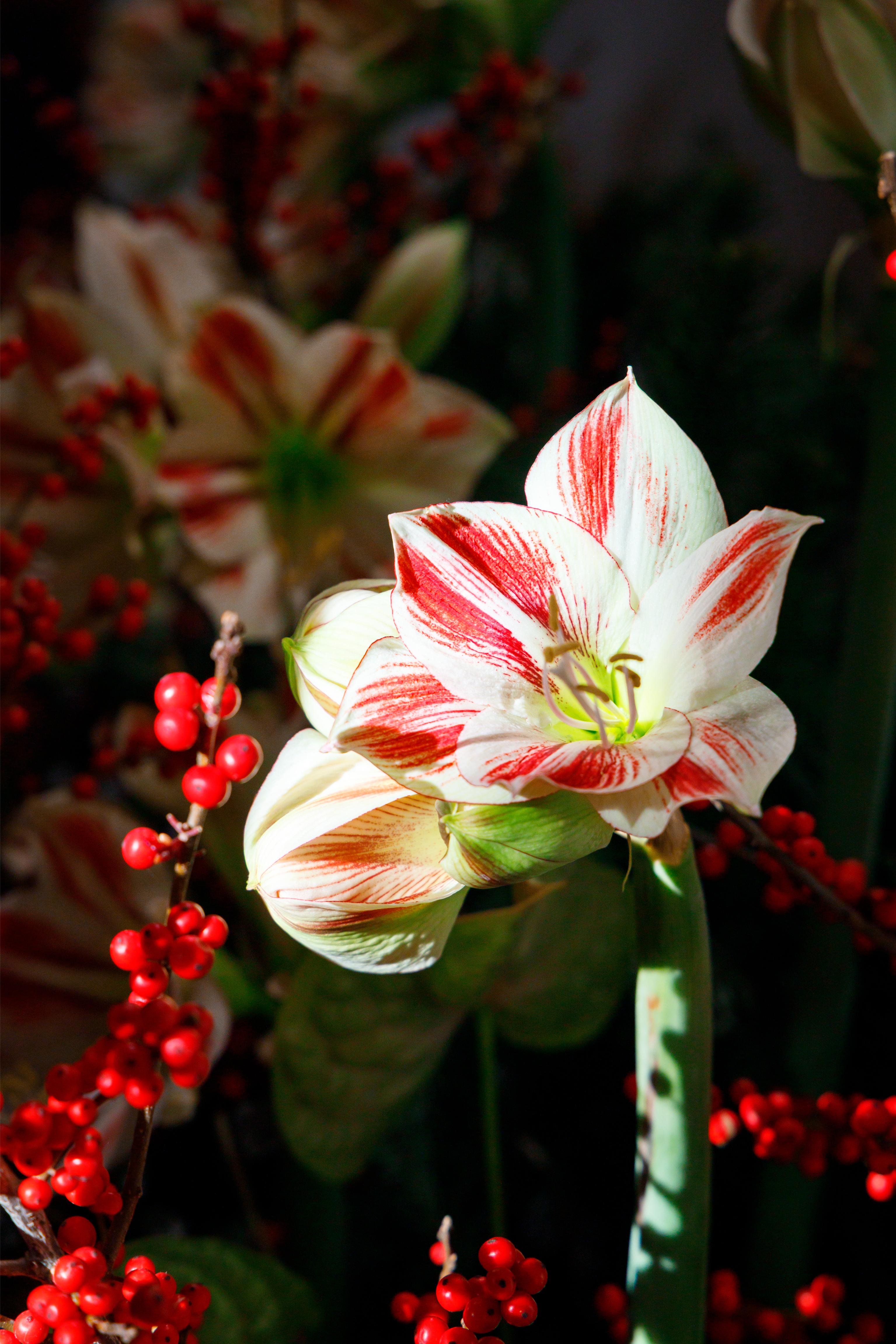 Château du Clos Lucé, Fééries de Noël 2025 © Château du Clos Lucé - Parc Leonardo da Vinci. Photo Léonard de Serres