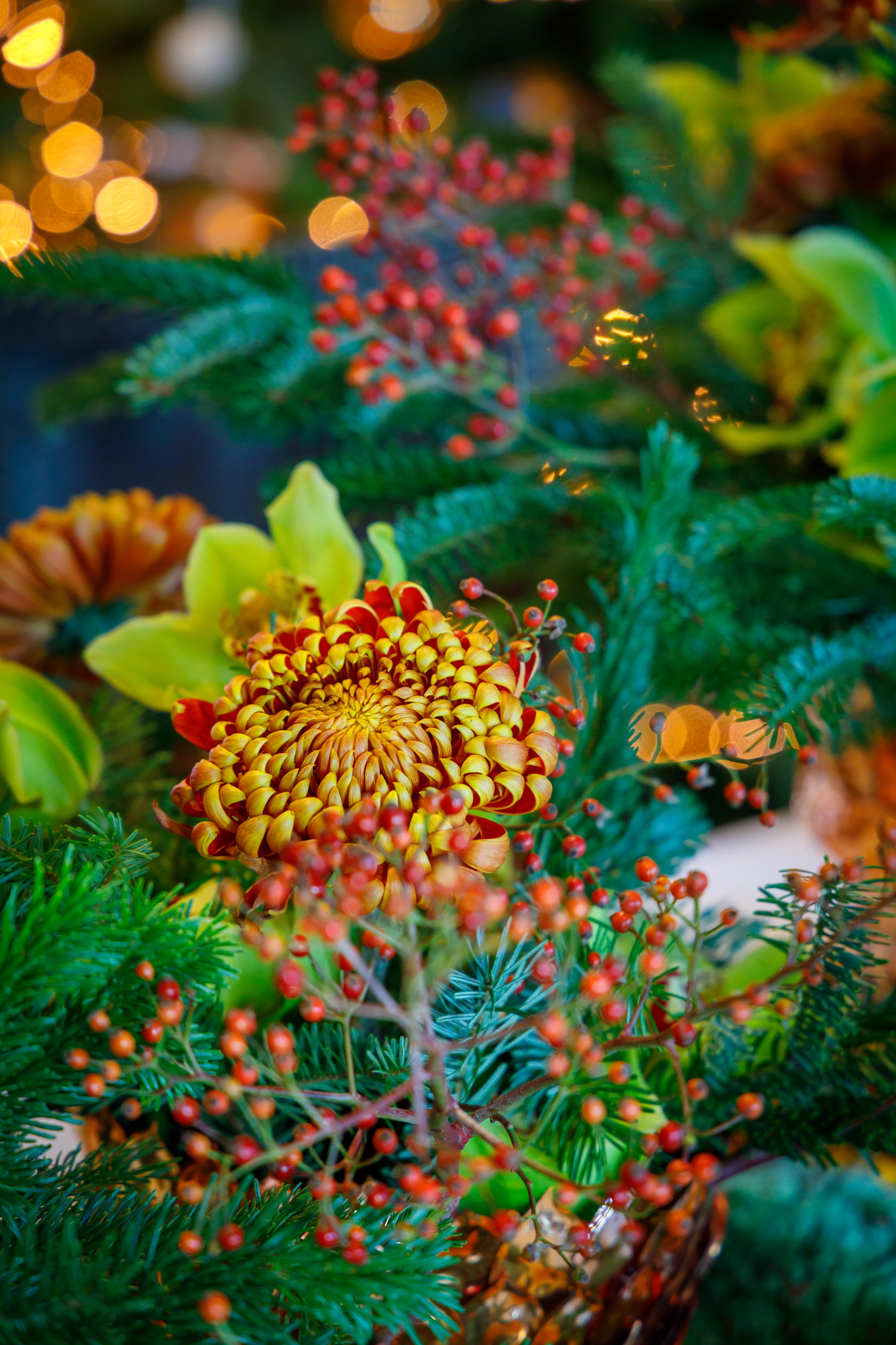 Château du Clos Lucé, Fééries de Noël 2025 © Château du Clos Lucé - Parc Leonardo da Vinci. Photo Léonard de Serres