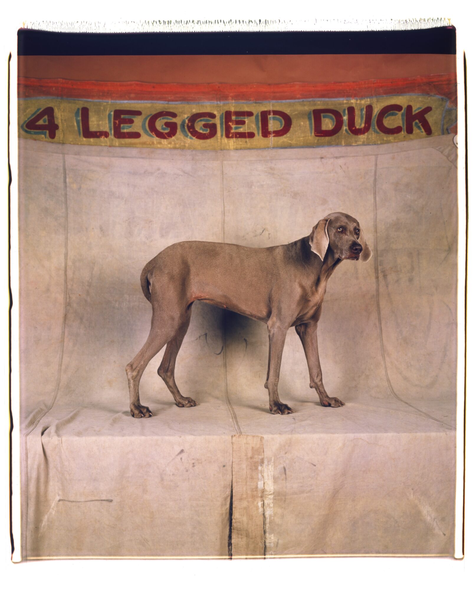 William Wegman, 4 Legged, 1998