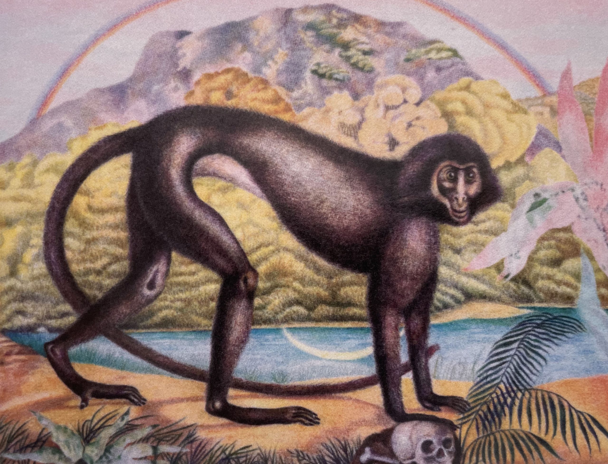 Yunyao Zhang, Untitled (“Dominator” are found in the Indian subcontinent), 2024